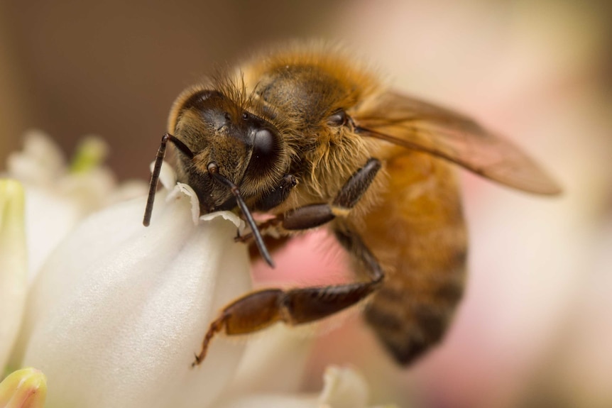 The European honey bee presses its head into the flower for pollen.